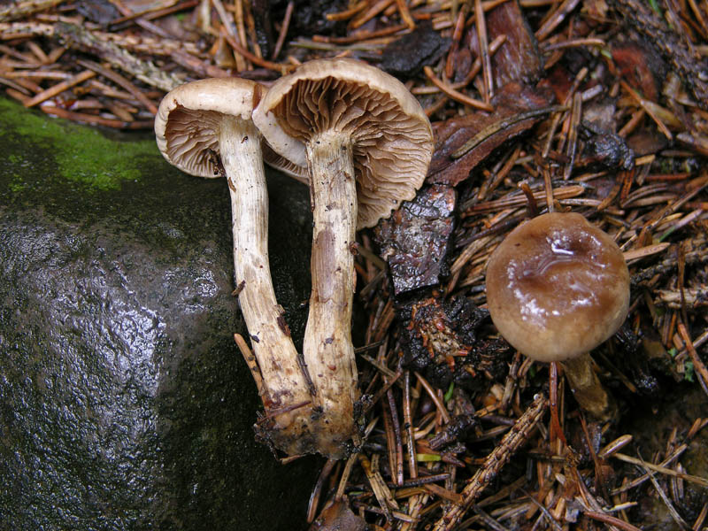 Hebeloma mesophaeum